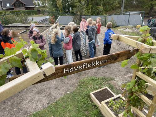 Elevene fikk mate alpakkaene med kraftfor og skolens grønnkål